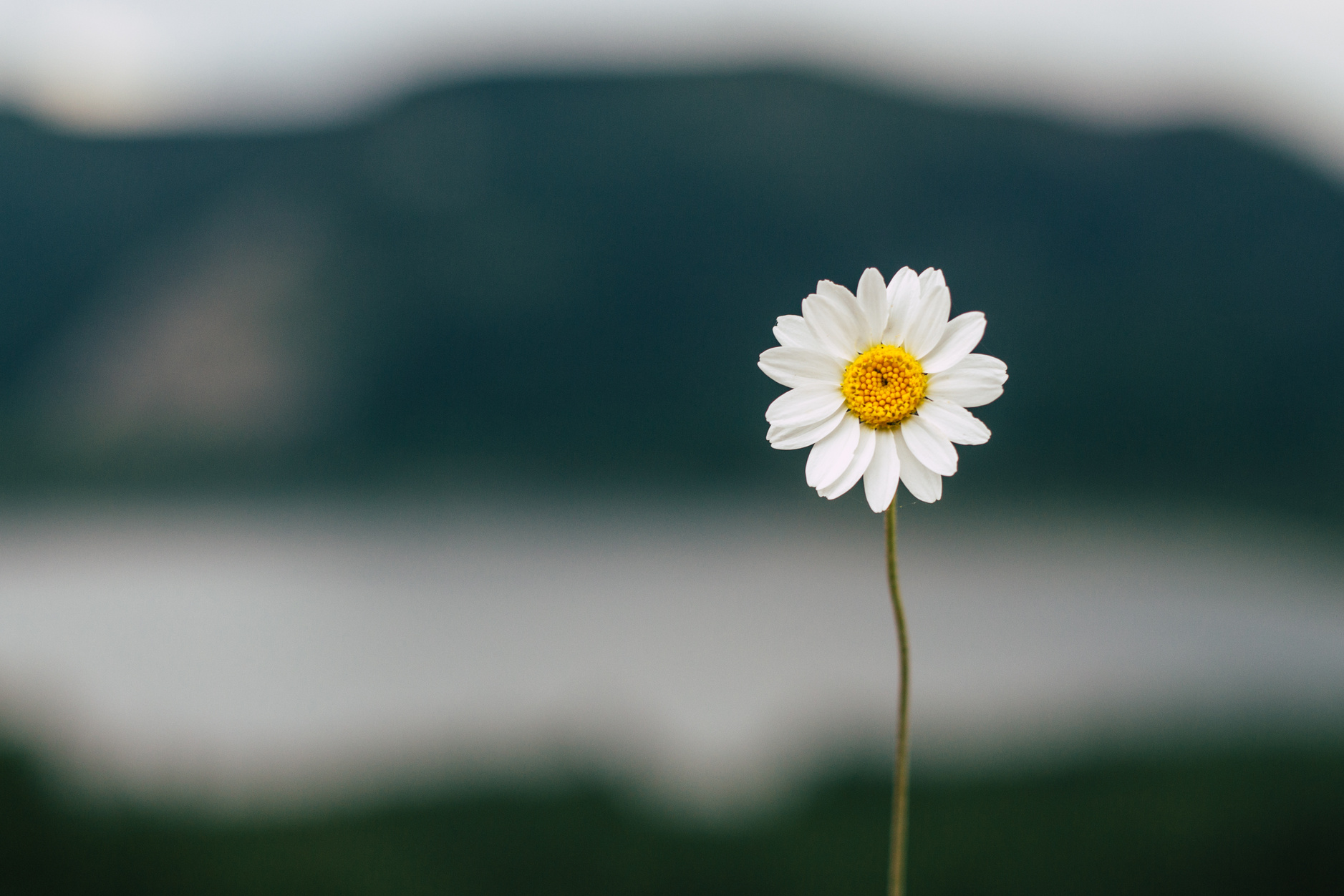 White Daisy in Bloom